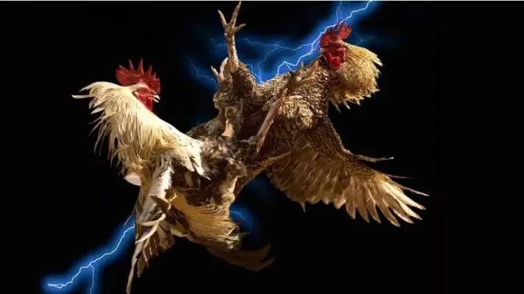 Trải Nghiệm Đỉnh Cao Tại Sân Chơi Cá Cược Đá Gà SM66 Hàng Đầu Châu Á