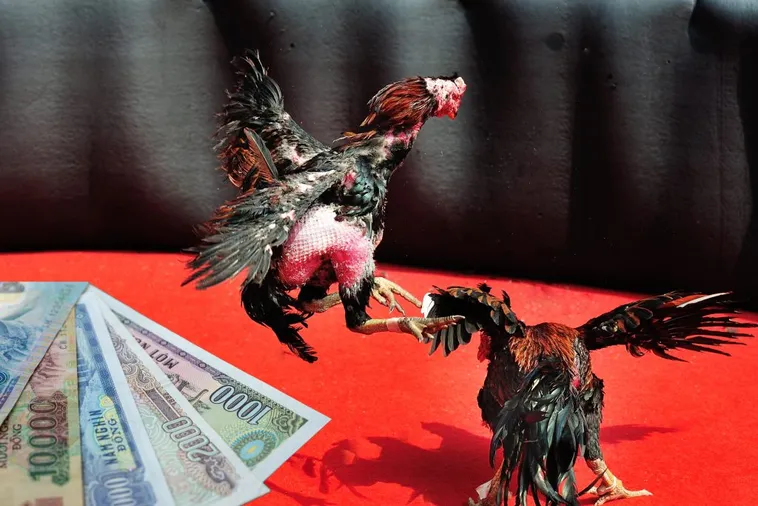 Hướng Dẫn Chi Tiết Về Cách Chơi Đá Gà Sabong Tại SM66 Ăn Tiền Thưởng Lớn